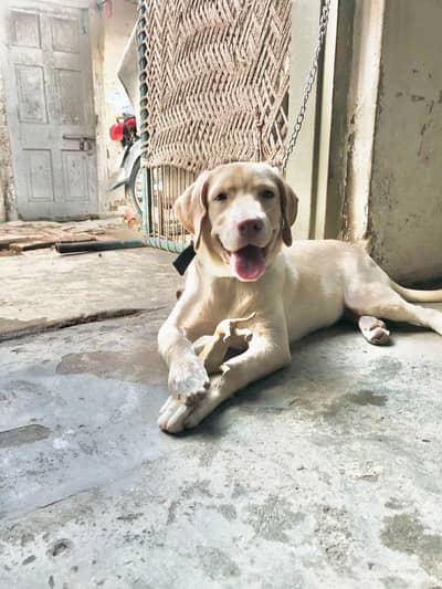 labrador
