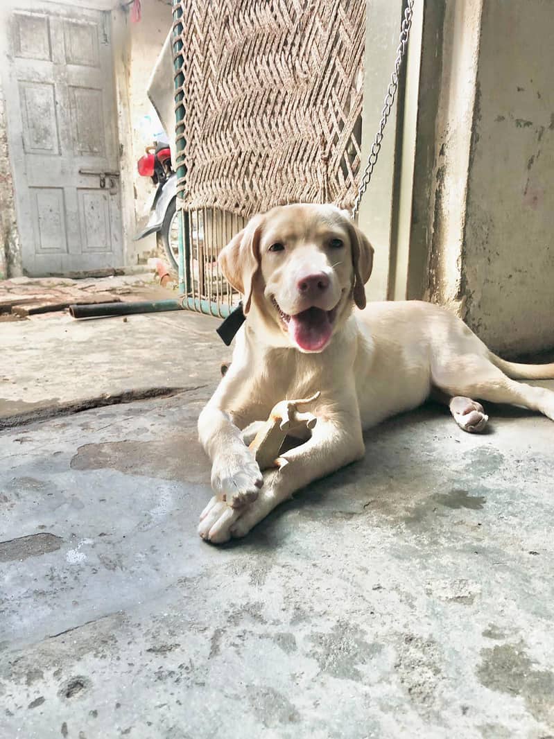 labrador 0