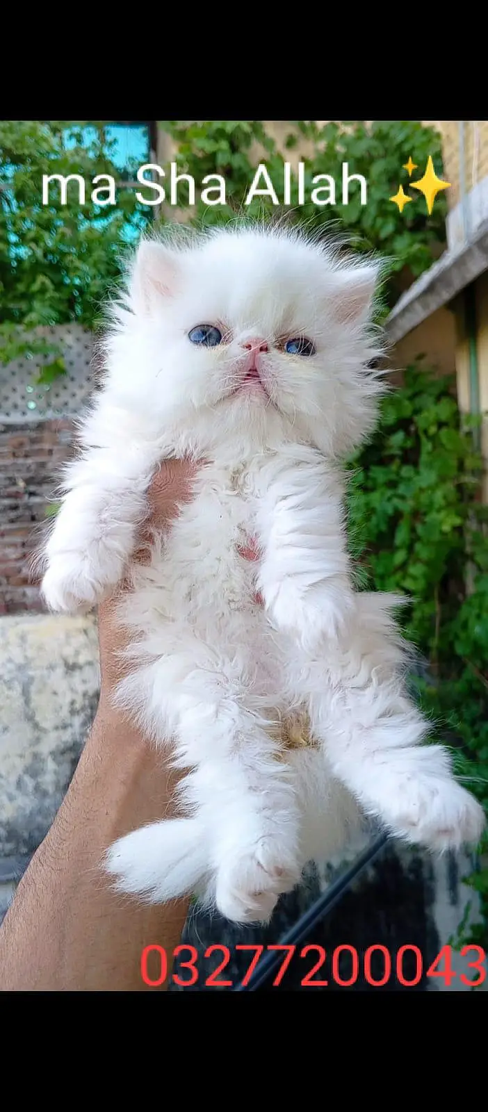 CFA bloodline pure peki face tripple coated import quality kitten — photo 10