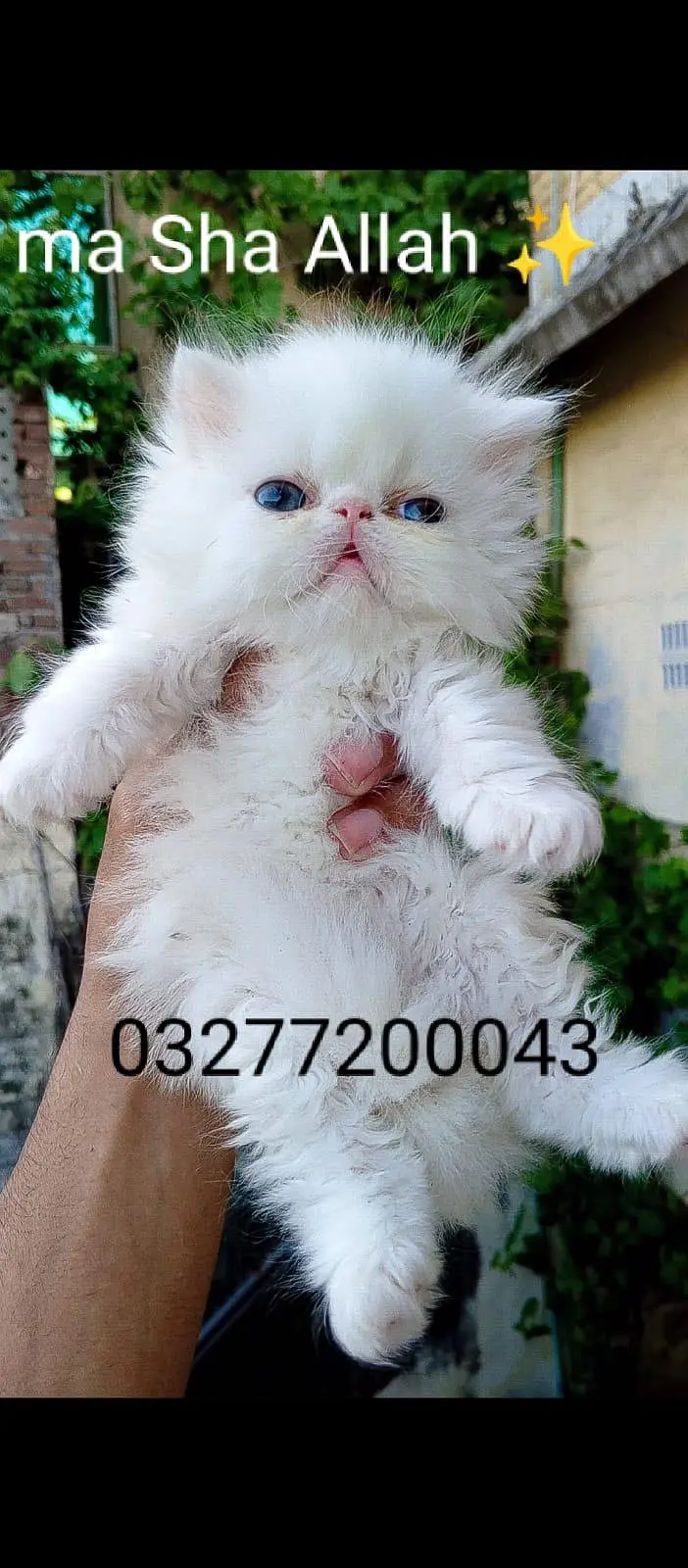 CFA bloodline pure peki face tripple coated import quality kitten — photo 12