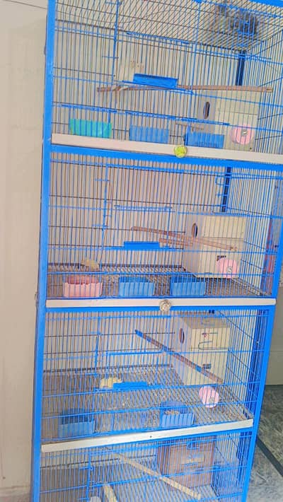 fisher lovebird and American cinnamon