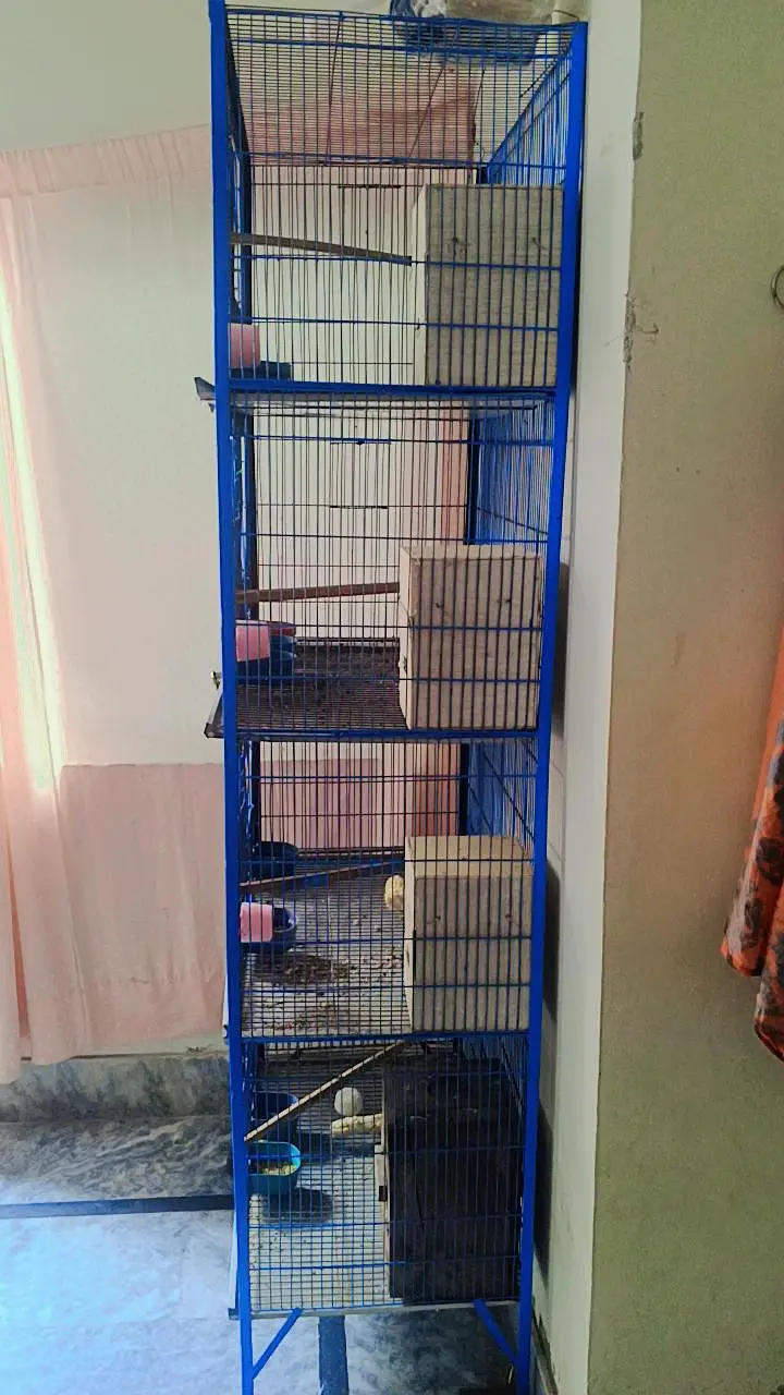 fisher lovebird and American cinnamon — photo 2