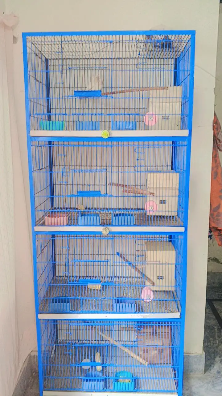 fisher lovebird and American cinnamon — photo 3