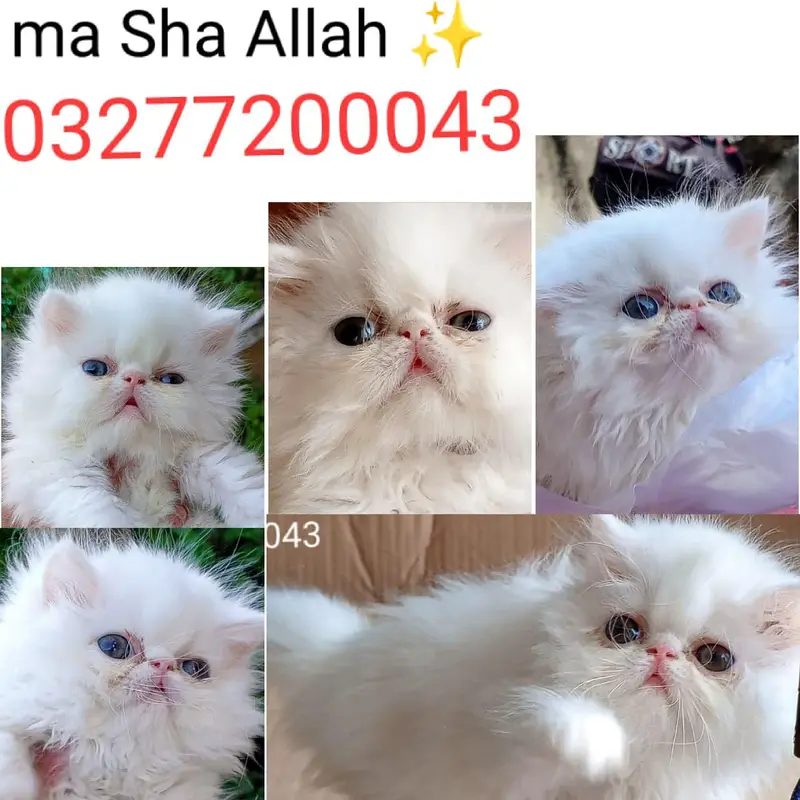 CFA bloodline pure peki face tripple coated import quality kittens