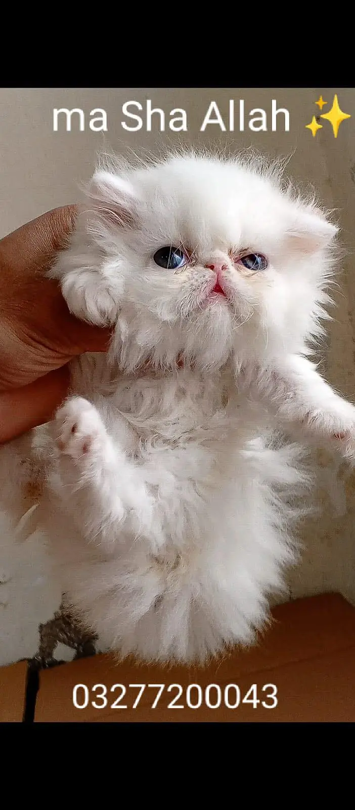 CFA bloodline pure peki face tripple coated import quality kittens — photo 7