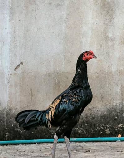Jawa quality murgha available for sell Whatsapp: 02159640025