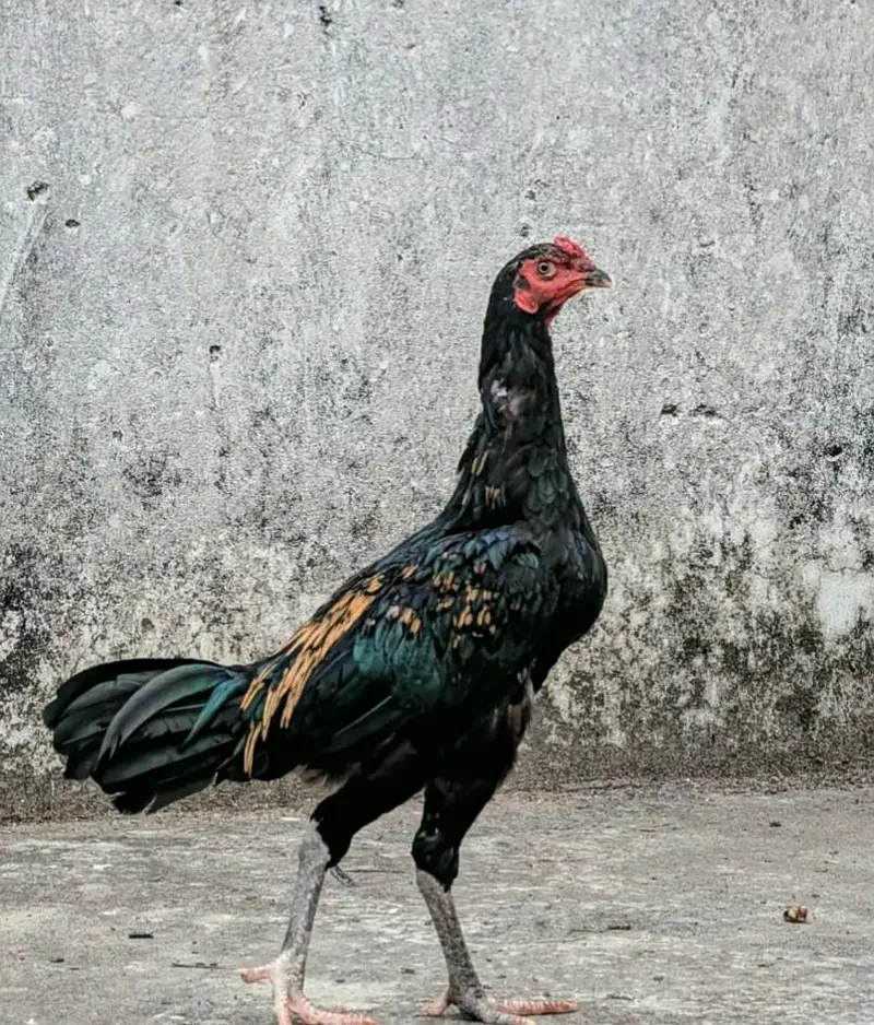 Jawa quality murgha available for sell Whatsapp: 02159640025 — photo 3