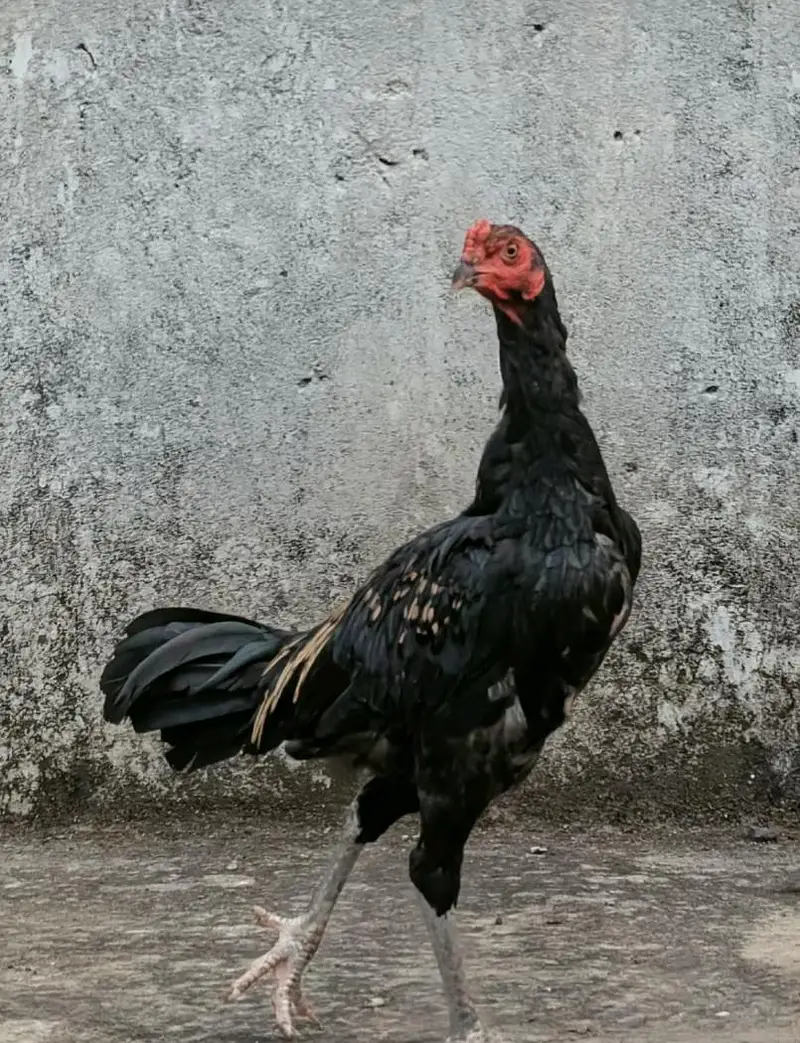 Jawa quality murgha available for sell Whatsapp: 02159640025 — photo 4