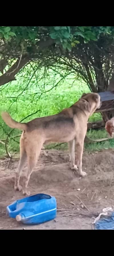 pathani dog sale 25 hzr ya exchange gultair dog full security dog