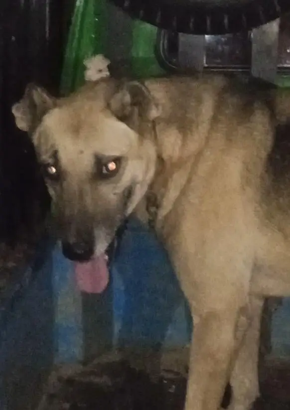 pathani dog sale 25 hzr ya exchange gultair dog full security dog — photo 2