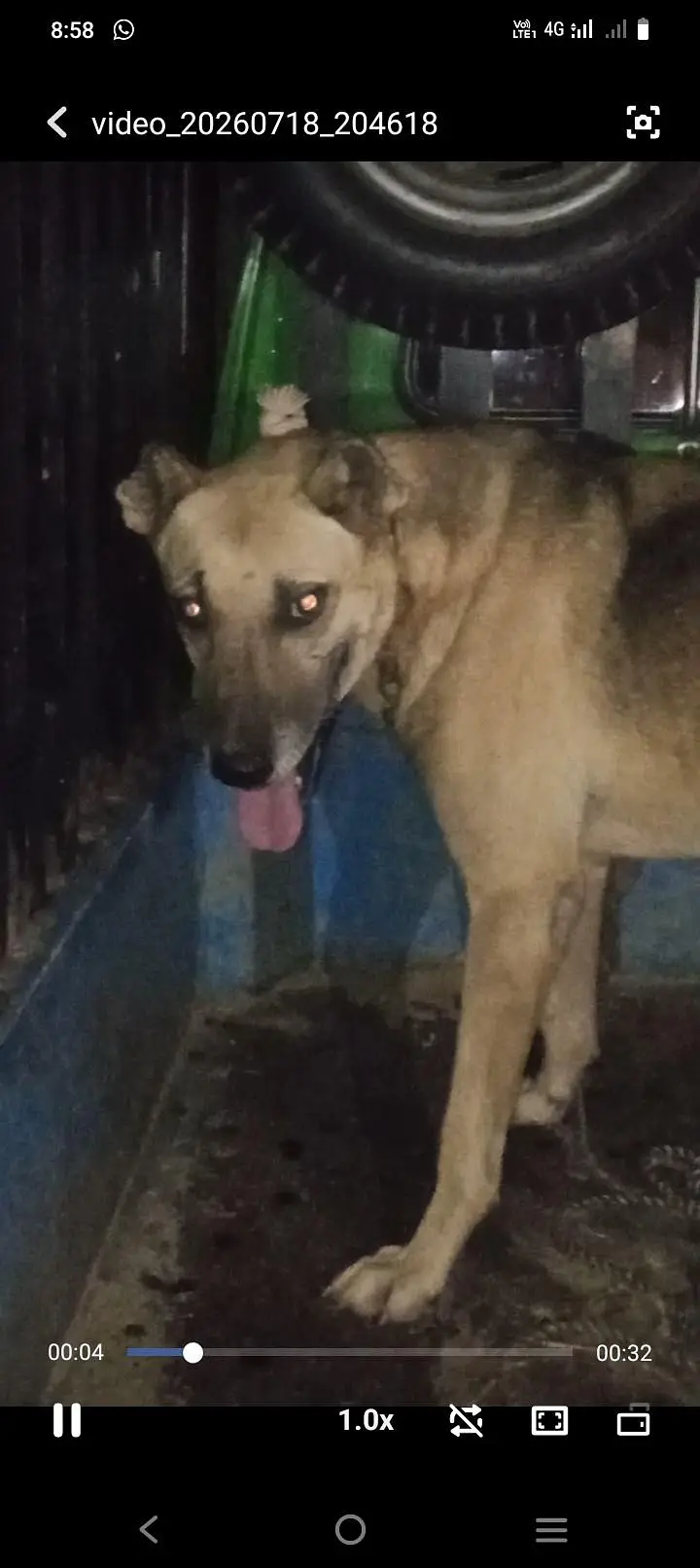 pathani dog sale 25 hzr ya exchange gultair dog full security dog — photo 3