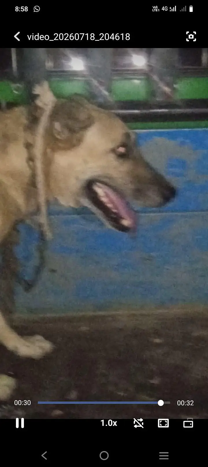 pathani dog sale 25 hzr ya exchange gultair dog full security dog — photo 4