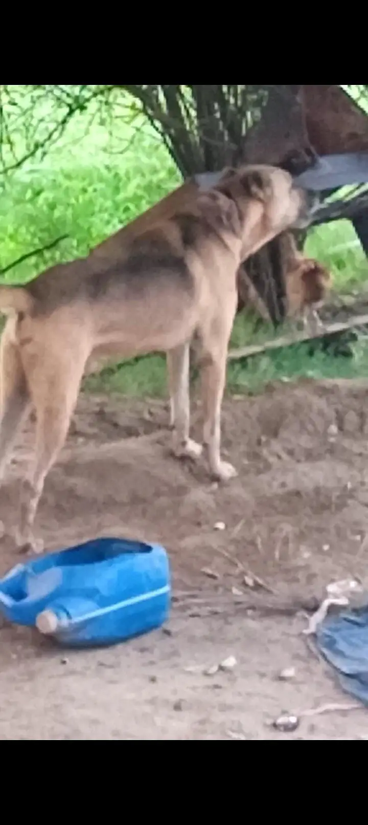 pathani dog sale 25 hzr ya exchange gultair dog full security dog — photo 5