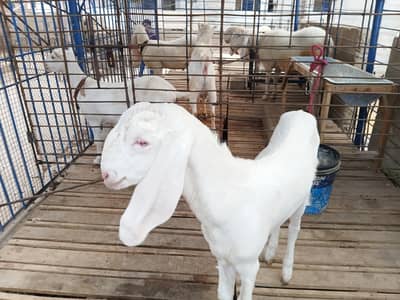 DaDa ShOk female 4 month