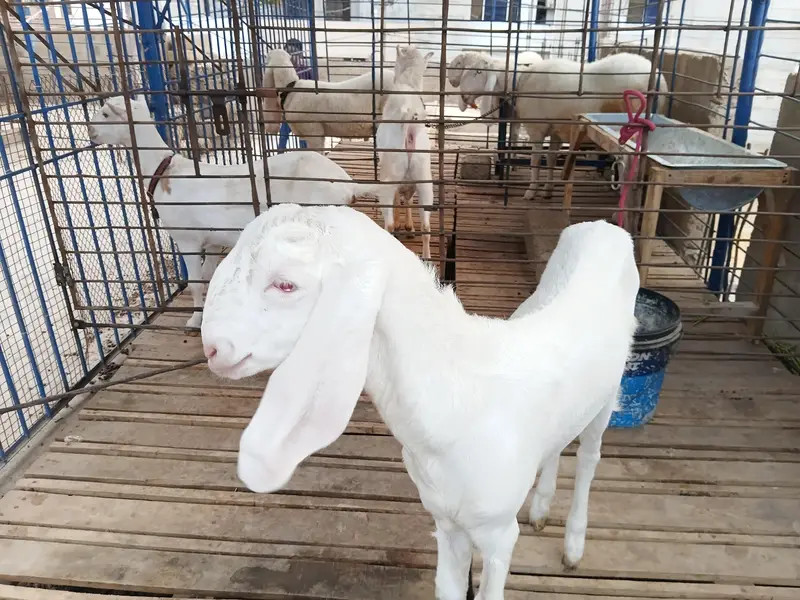 DaDa ShOk female 4 month