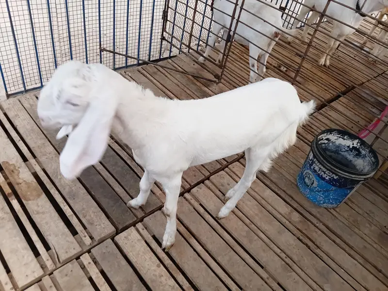 DaDa ShOk female 4 month — photo 2