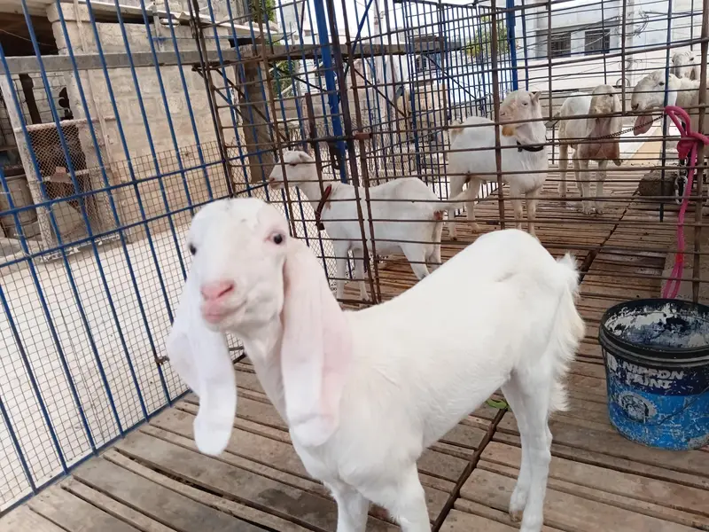DaDa ShOk female 4 month — photo 5