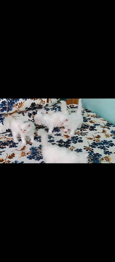 baby's