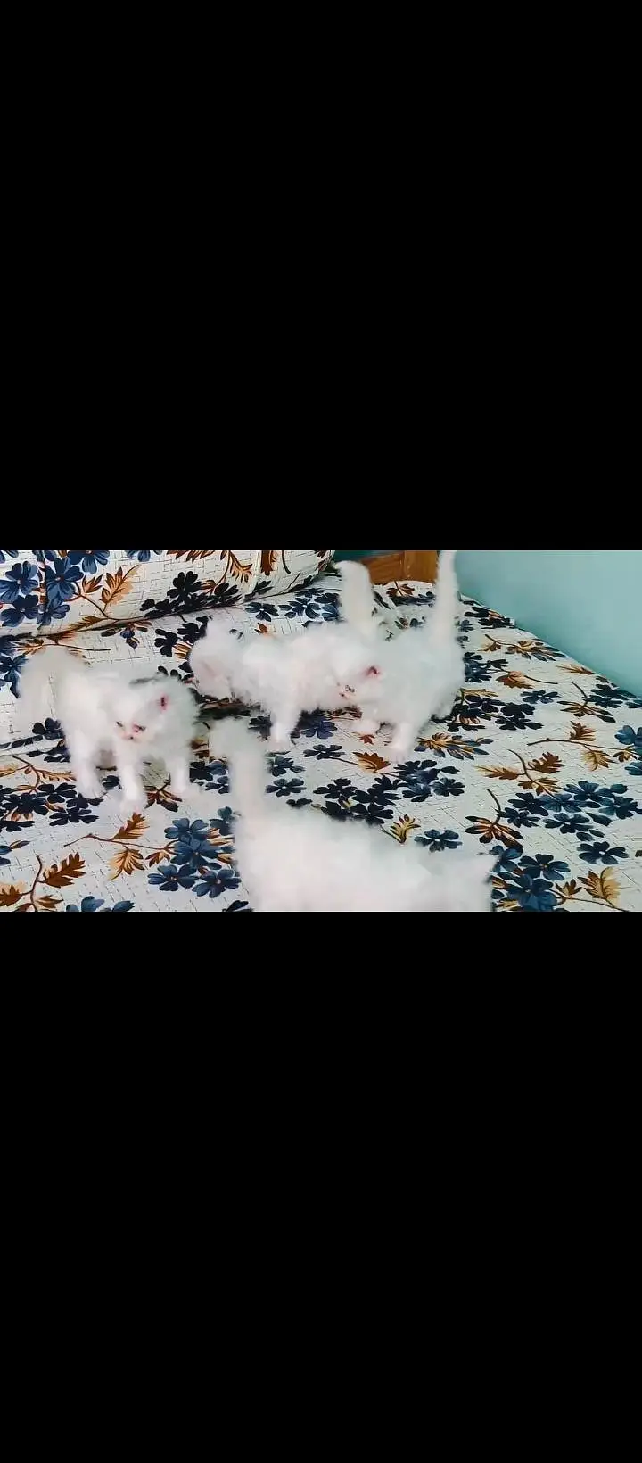 baby's