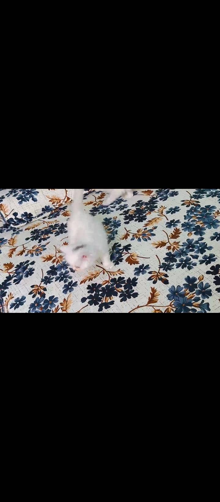 baby's 1