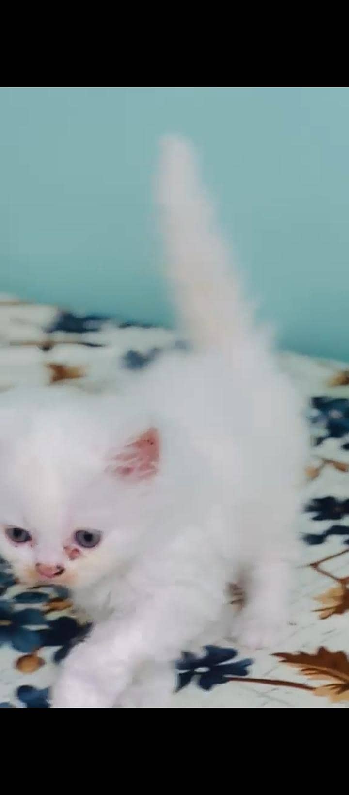 baby's 3
