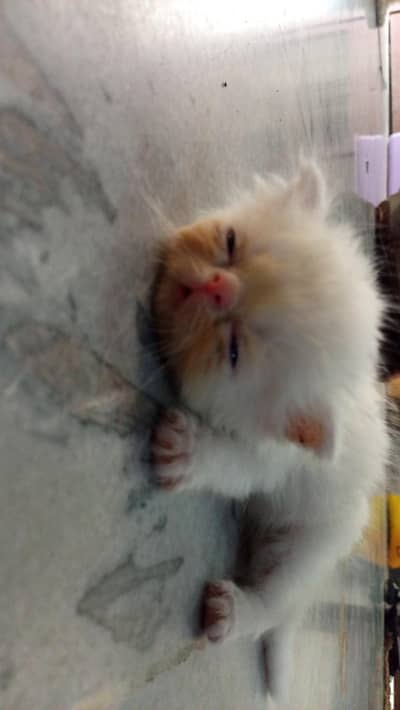 Persian piki face kkitten