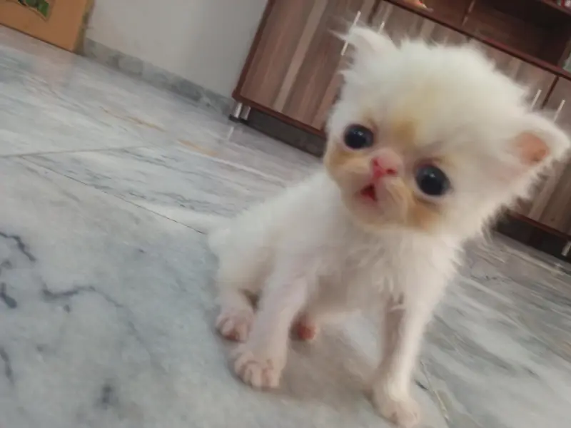 Persian piki face kkitten — photo 2