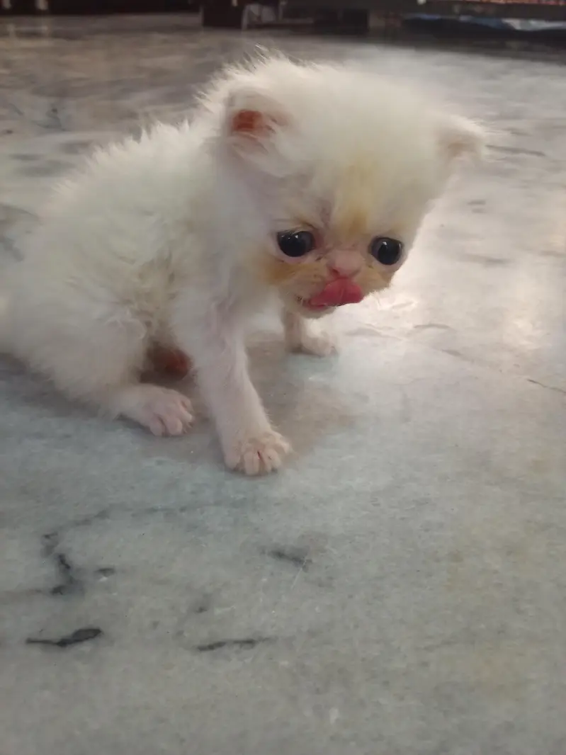 Persian piki face kkitten — photo 3