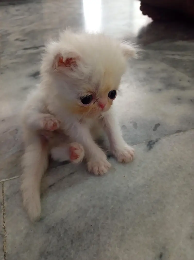 Persian piki face kkitten — photo 4