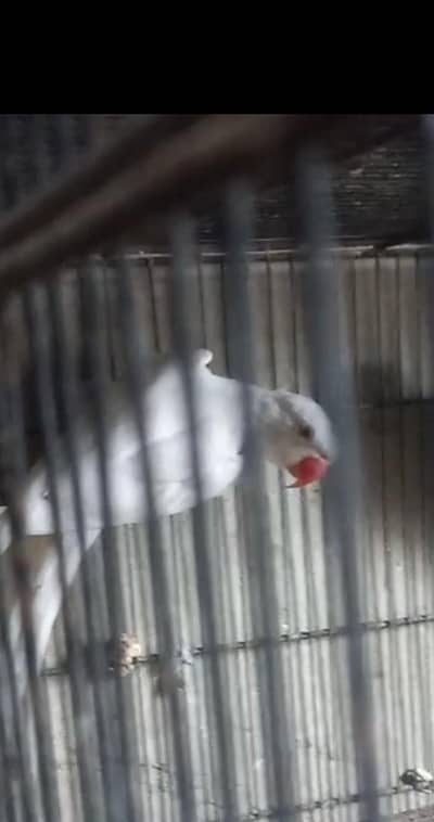 white ring Neck