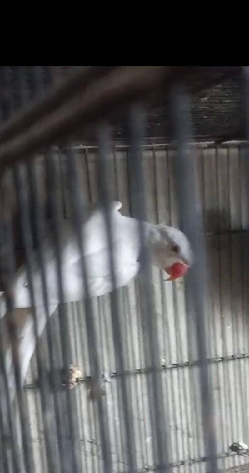 white ring Neck 0