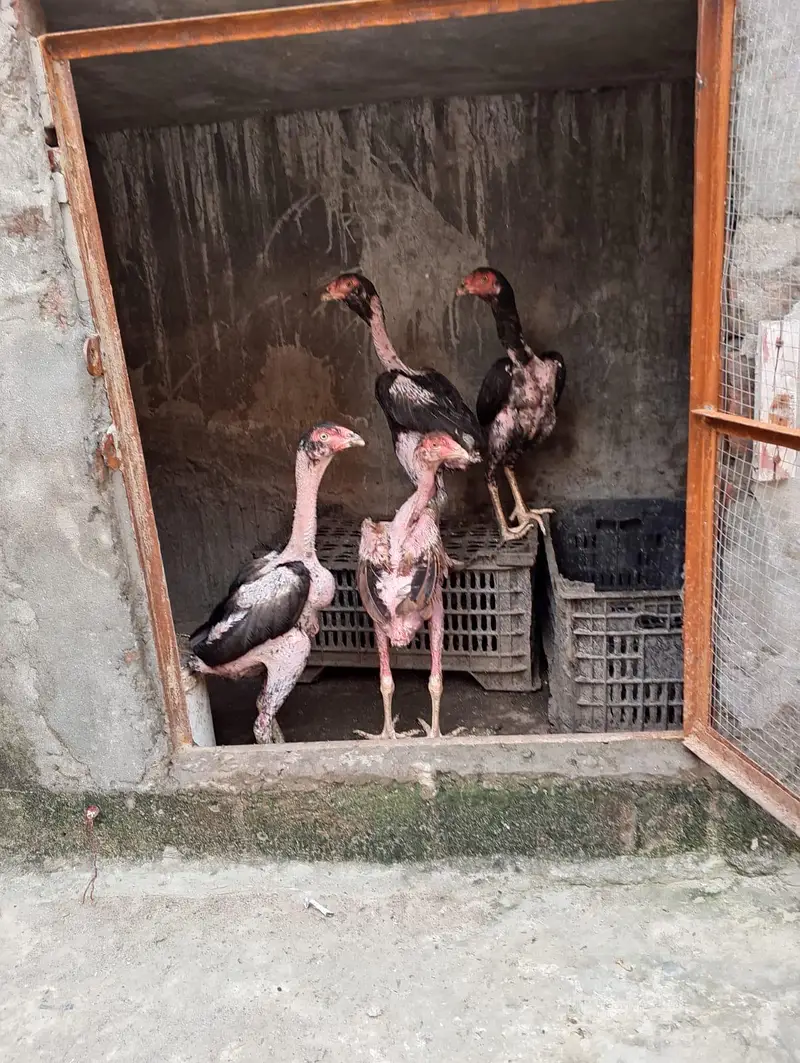 aseel bacha for sale Thai + barmi — photo 4