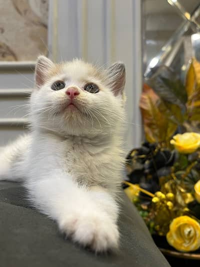 British Short Hair Kitten Available