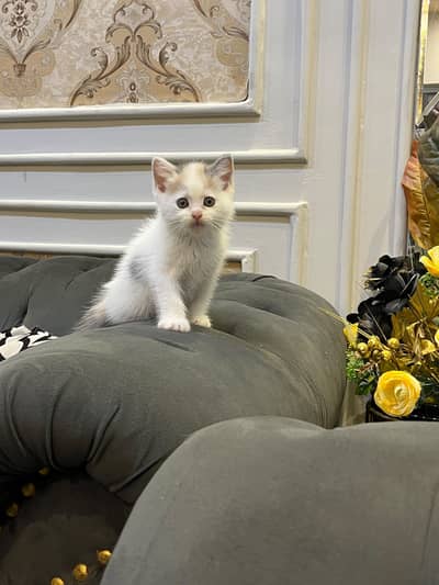 British Short Hair Kitten Available