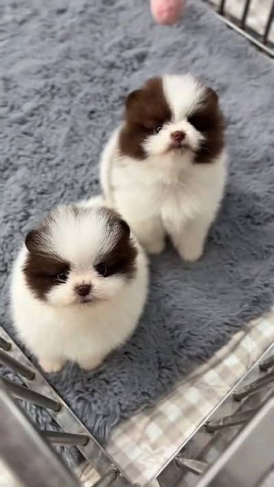 Pomeranian male and female puppies dog for sale