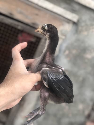Thai Aseel chicks