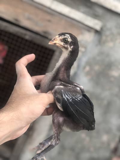 Thai Aseel chicks