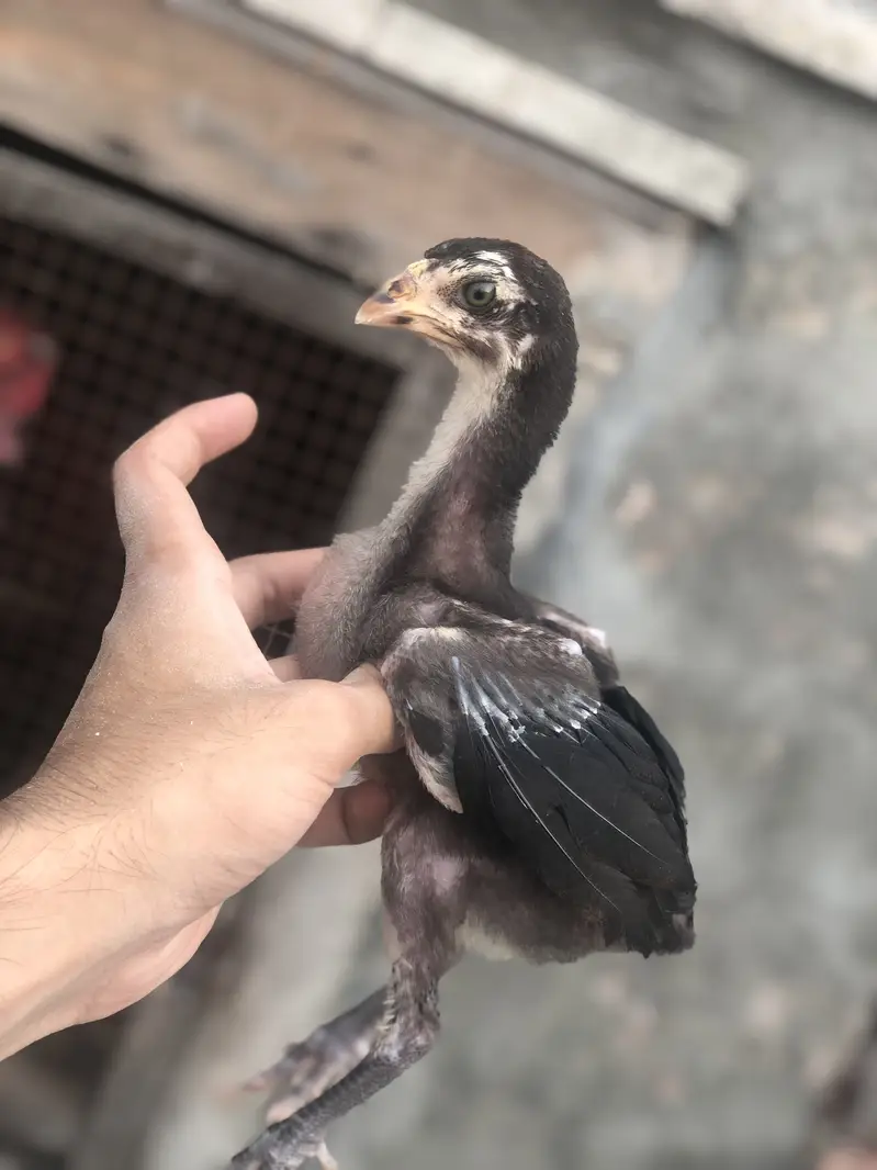 Thai Aseel chicks — photo 2