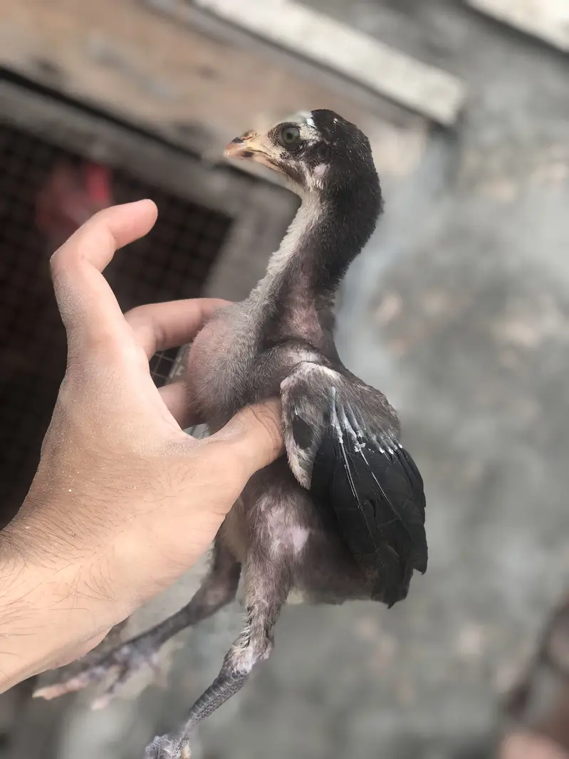 Thai Aseel chicks — photo 3