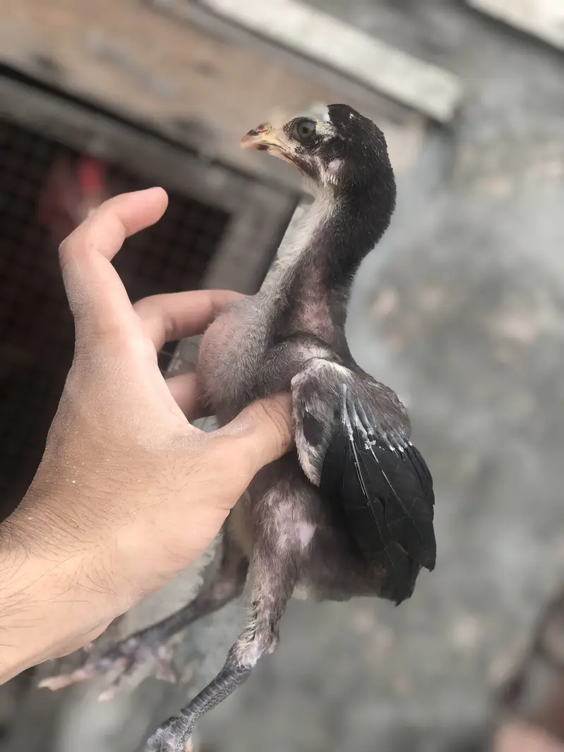 Thai Aseel chicks — photo 4