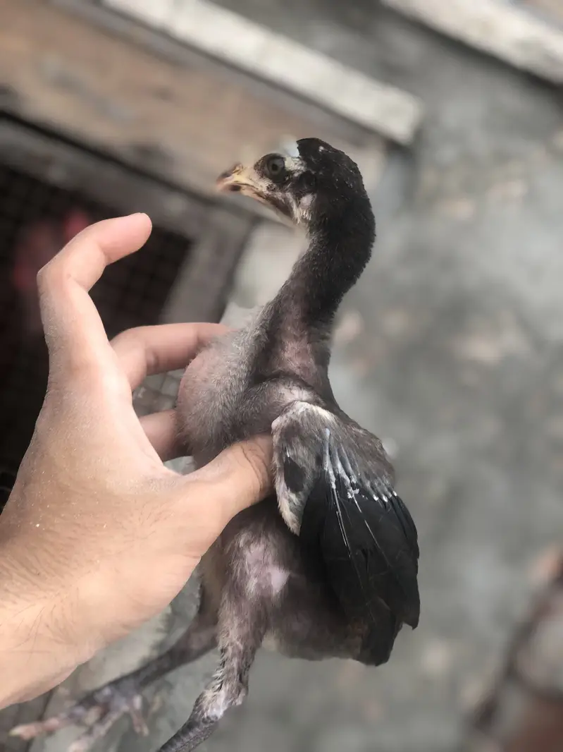 Thai Aseel chicks — photo 5