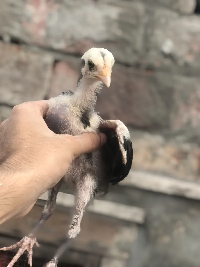 Thai Aseel chicks — photo 6