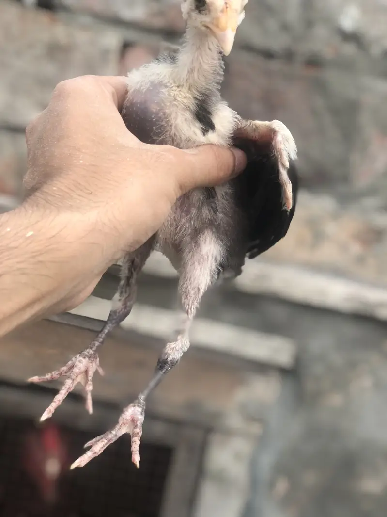 Thai Aseel chicks — photo 7