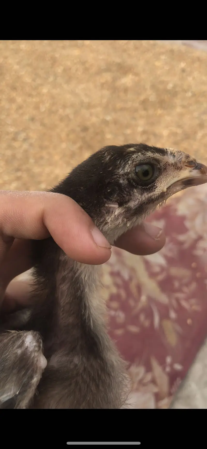 Thai Aseel chicks — photo 8