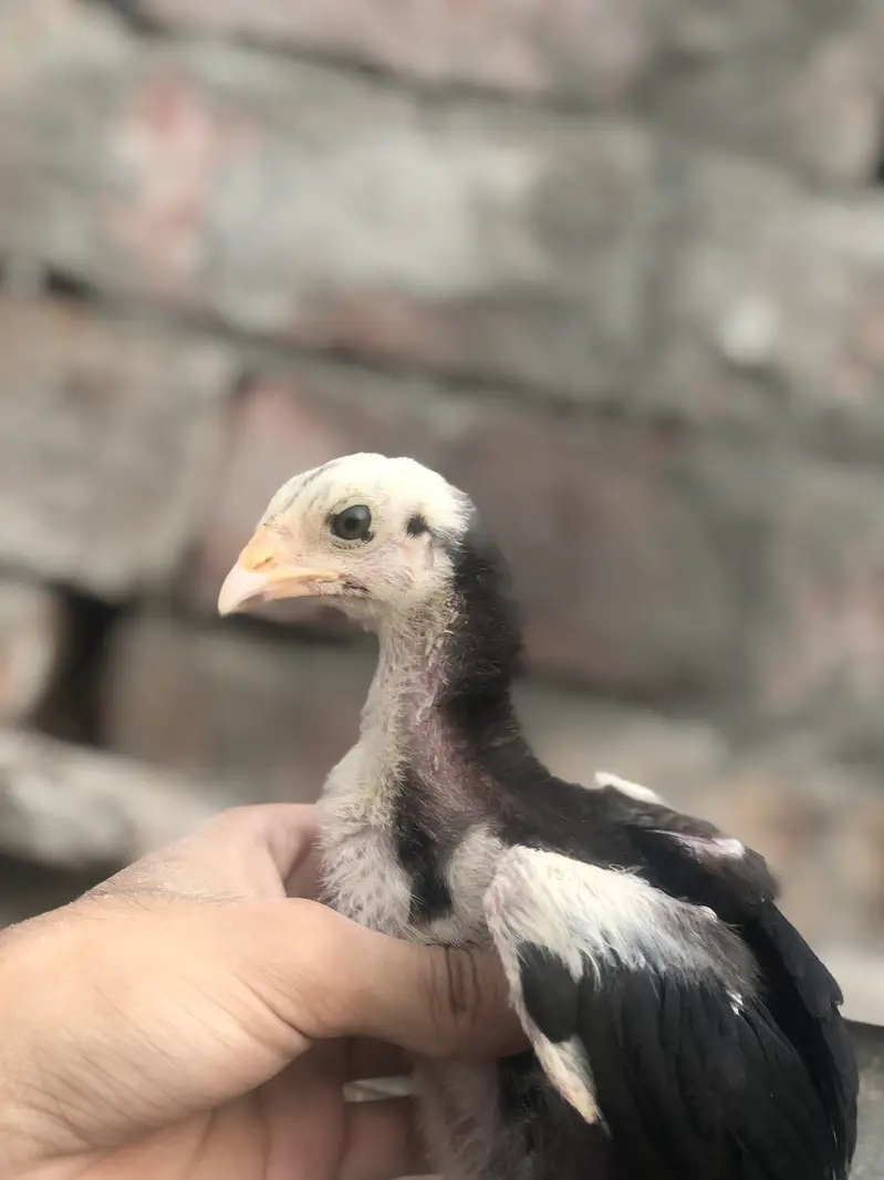 Thai Aseel chicks — photo 10