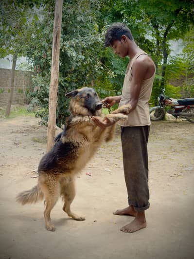 German Shepherd Long coat healthy and active