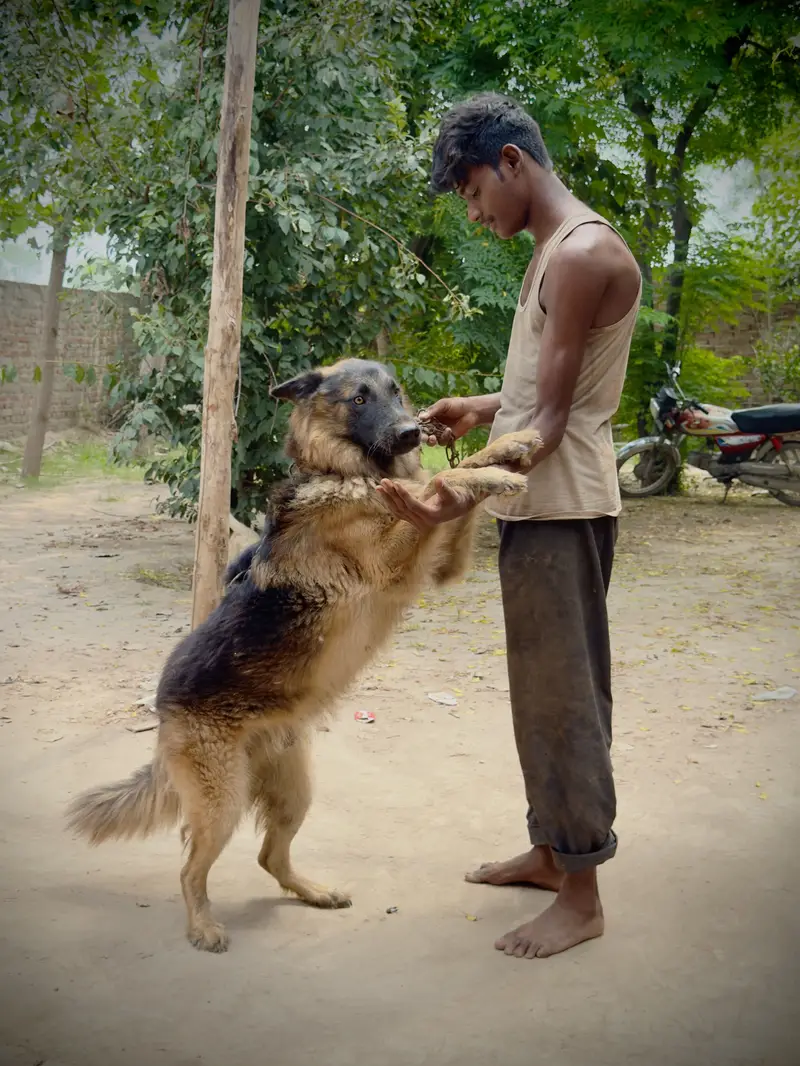 German Shepherd Long coat healthy and active