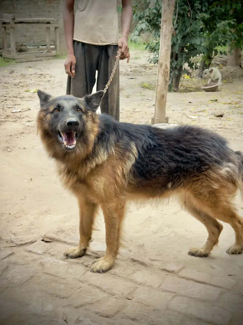 German Shepherd Long coat healthy and active — photo 2