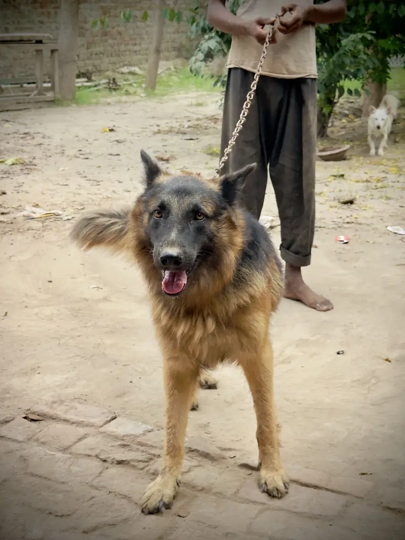 German Shepherd Long coat healthy and active — photo 3