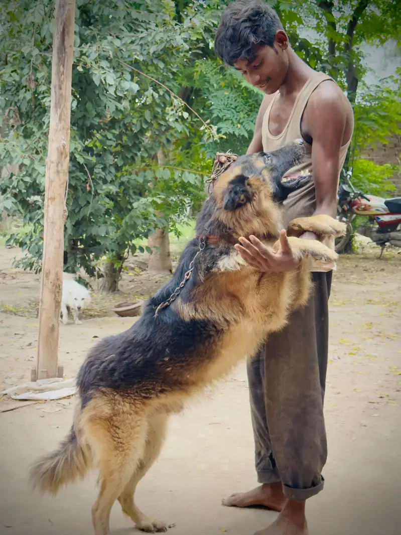 German Shepherd Long coat healthy and active — photo 4